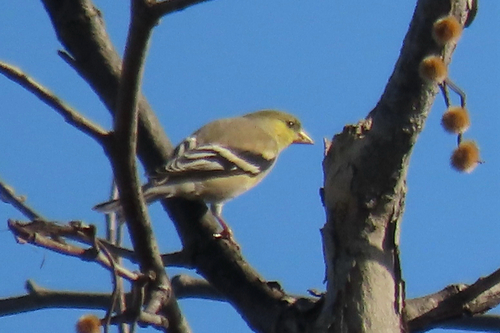 iNaturalist observation photo of American Goldfinch