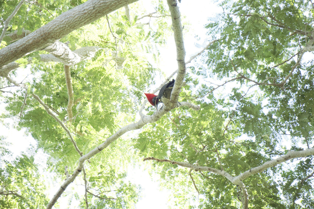 Linadted Lineated Woodpecker from Monte Alegre, Tampico, Tamps., México on ...
