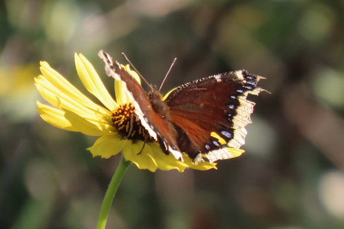 iNaturalist observation photo of Mourning Cloak