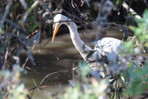 iNaturalist observation photo of Great Egret