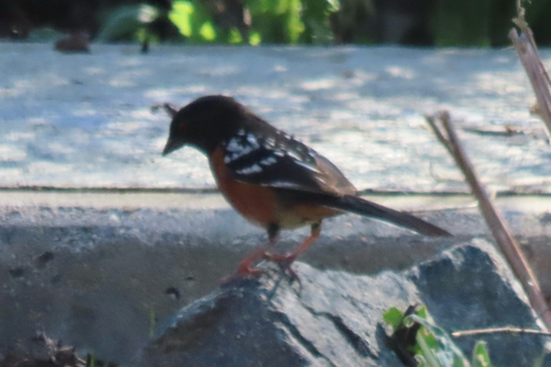 iNaturalist observation photo of Spotted Towhee