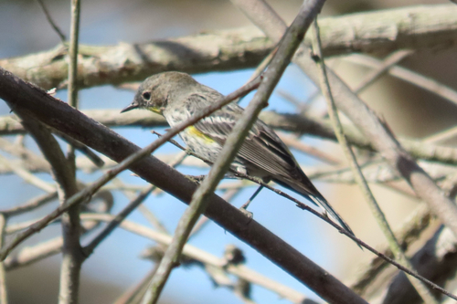 iNaturalist observation photo of Yellow-rumped Warbler