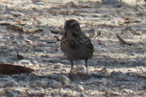 iNaturalist observation photo of Song Sparrow