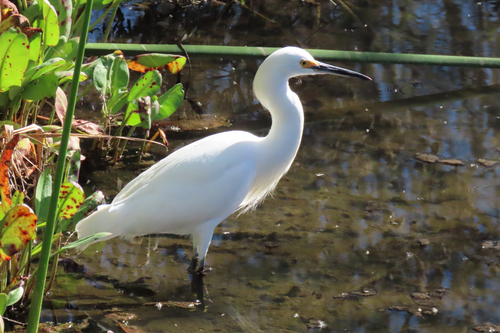iNaturalist observation photo of Snowy Egret