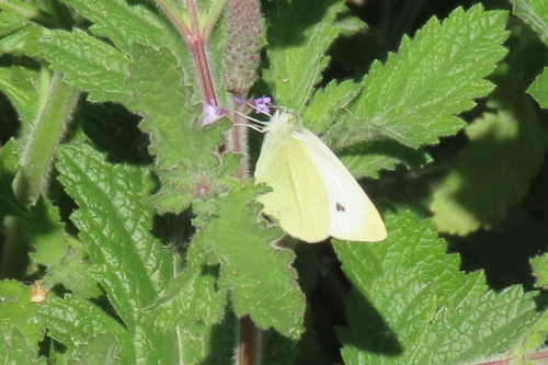iNaturalist observation photo of Small White