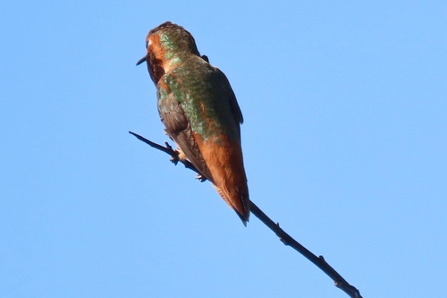 iNaturalist observation photo of Allen's Hummingbird