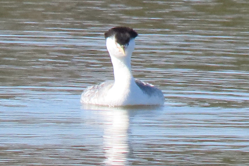 iNaturalist observation photo of Clark's Grebe