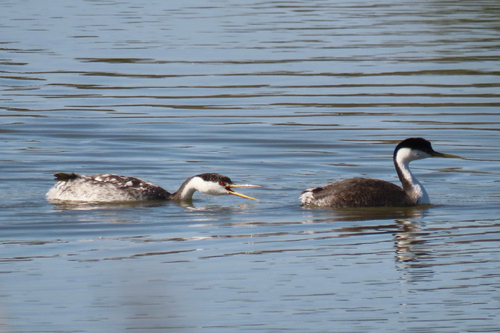 iNaturalist observation photo of Western Grebe