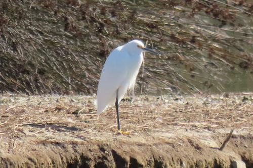 iNaturalist observation photo of Snowy Egret