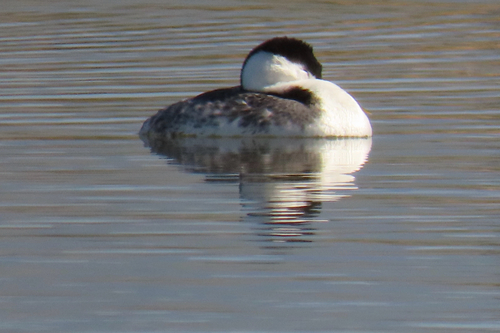 iNaturalist observation photo of Clark's Grebe