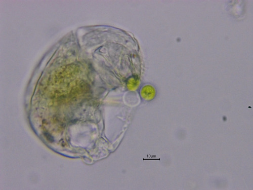 Cephalodella catellina
