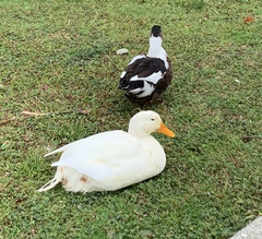 Anas platyrhynchos domesticus