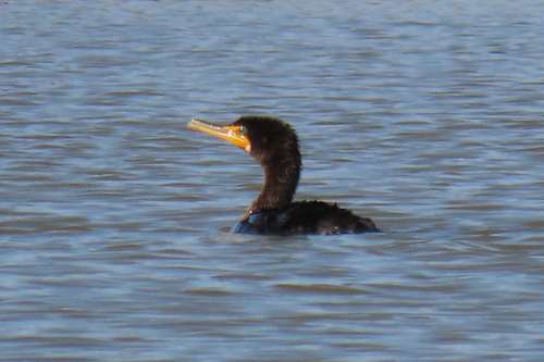 iNaturalist observation photo of Double-crested Cormorant