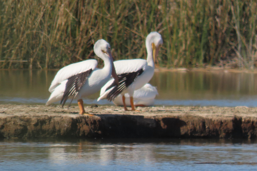 iNaturalist observation photo of American White Pelican