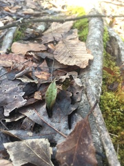 Erythronium umbilicatum