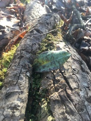 Erythronium umbilicatum