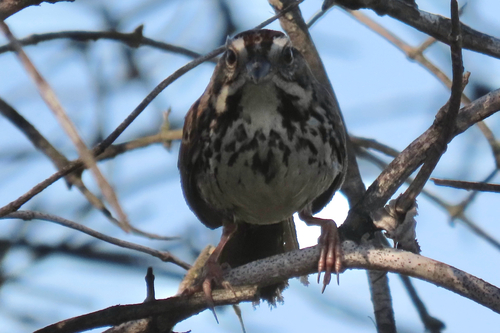 iNaturalist observation photo of Song Sparrow