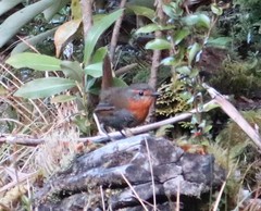 Scelorchilus rubecula