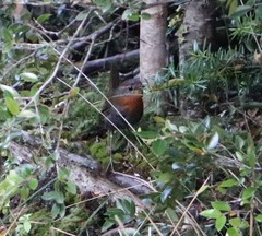 Scelorchilus rubecula