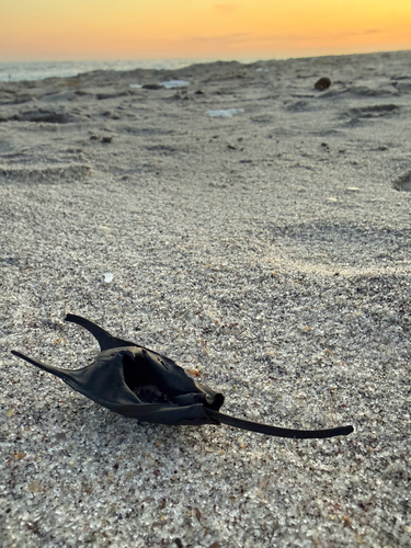 Little Skate photographed in New York