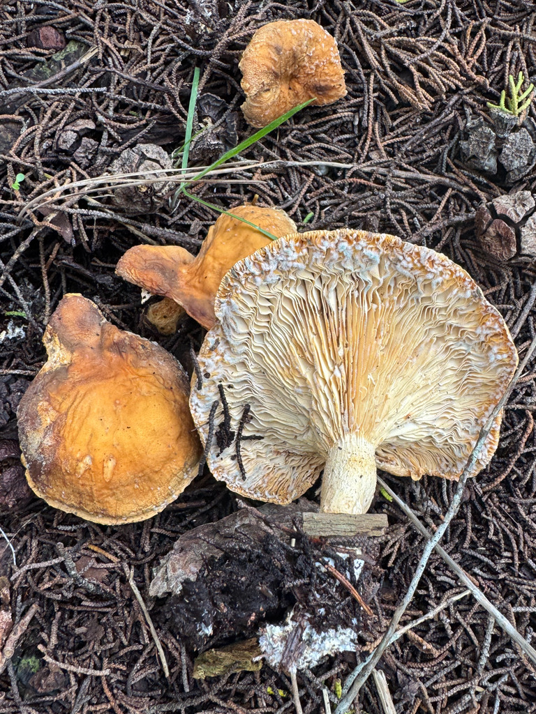 Leucopaxillus gentianeus · February 2026 · photo: © arvel (iNaturalist, cc-by)