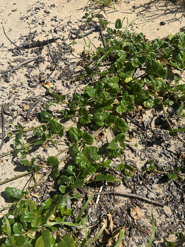 Boerhavia repens observed 2026-02-16