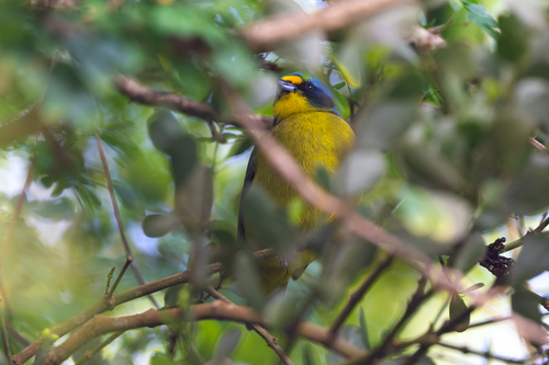 Lesser Antillean Euphonia (Chlorophonia flavifrons), photo 5