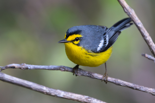 St. Lucia Warbler (Setophaga delicata), photo 1