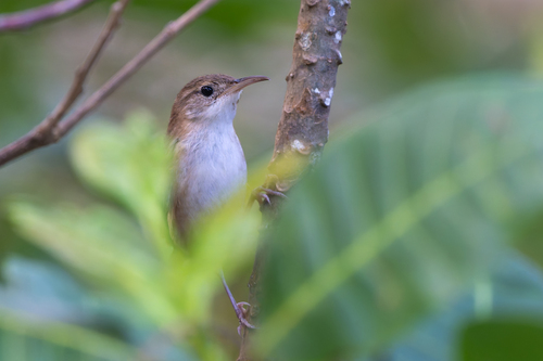St. Lucia Wren (Troglodytes mesoleucus), photo 4