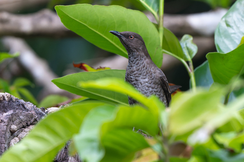 Scaly-breasted Thrasher (Allenia fusca), photo 10