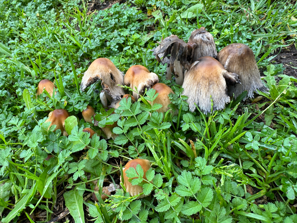 Coprinellus micaceus · February 2026 · photo: © catslovetofindplants (iNaturalist, cc0)