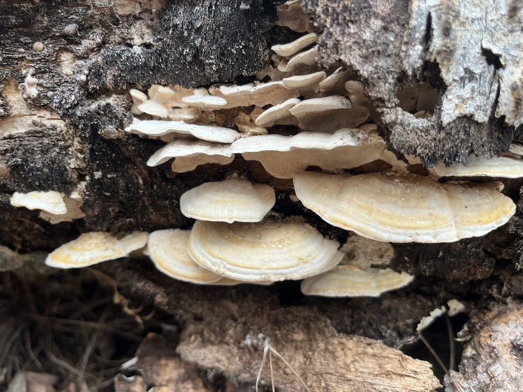 Trametes ochracea · February 2026 · photo: © bobsquat (iNaturalist, cc-by)