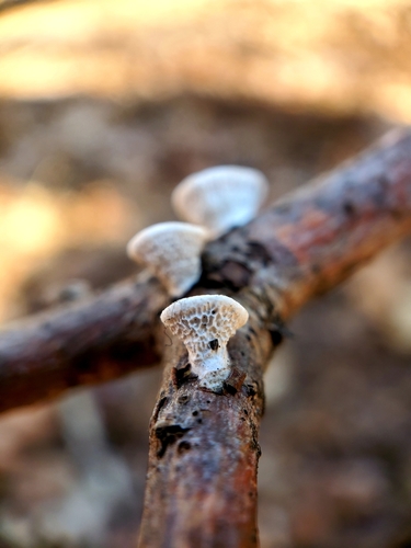 little nest polypore