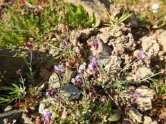Linaria amethystea amethystea