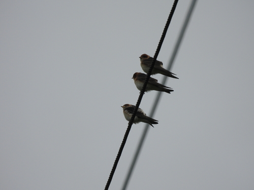 Fairy Martin (Petrochelidon ariel), photo 3