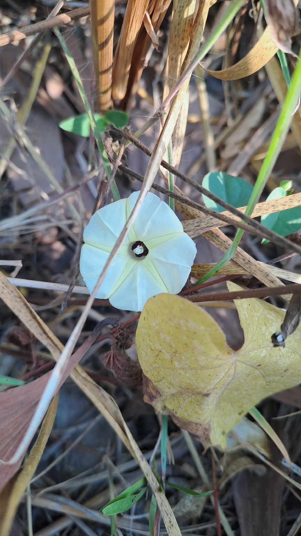 Ipomoea obscura — ảnh 3
