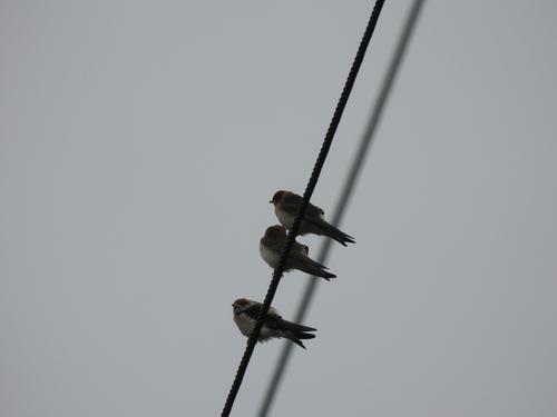 Fairy Martin (Petrochelidon ariel), photo 4