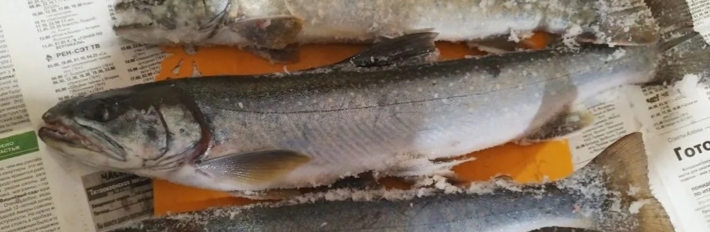 Asian Dolly Varden photo 6