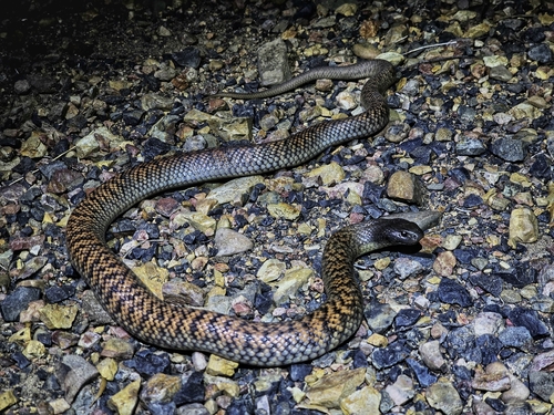 Blue-bellied Black Snake