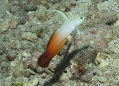 Fire Dartfish photo 5