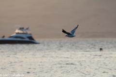 Chroicocephalus serranus