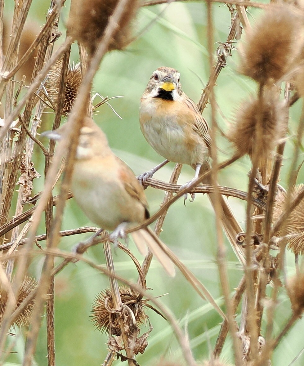 Chotoy Spinetail (Schoeniophylax phryganophilus), photo 6