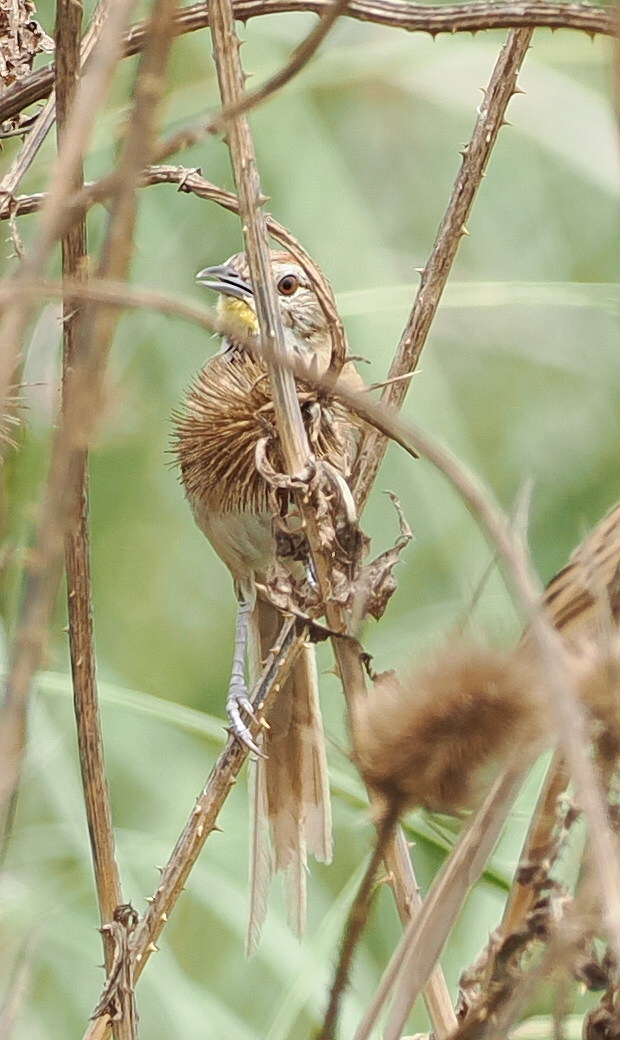 Chotoy Spinetail (Schoeniophylax phryganophilus), photo 7