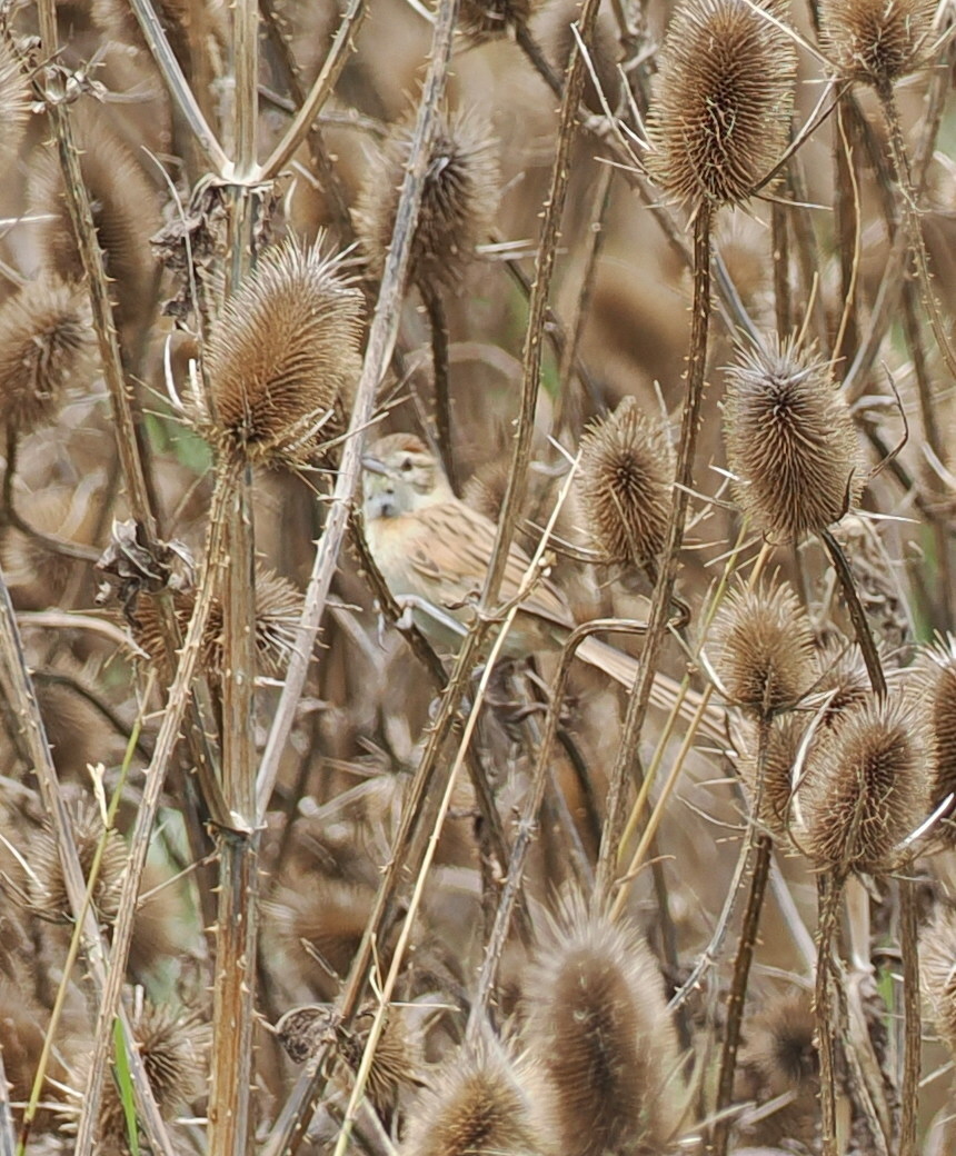 Chotoy Spinetail (Schoeniophylax phryganophilus), photo 8