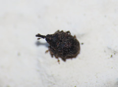 Sirocalodes mixtus