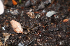 Eupsophus emiliopugini