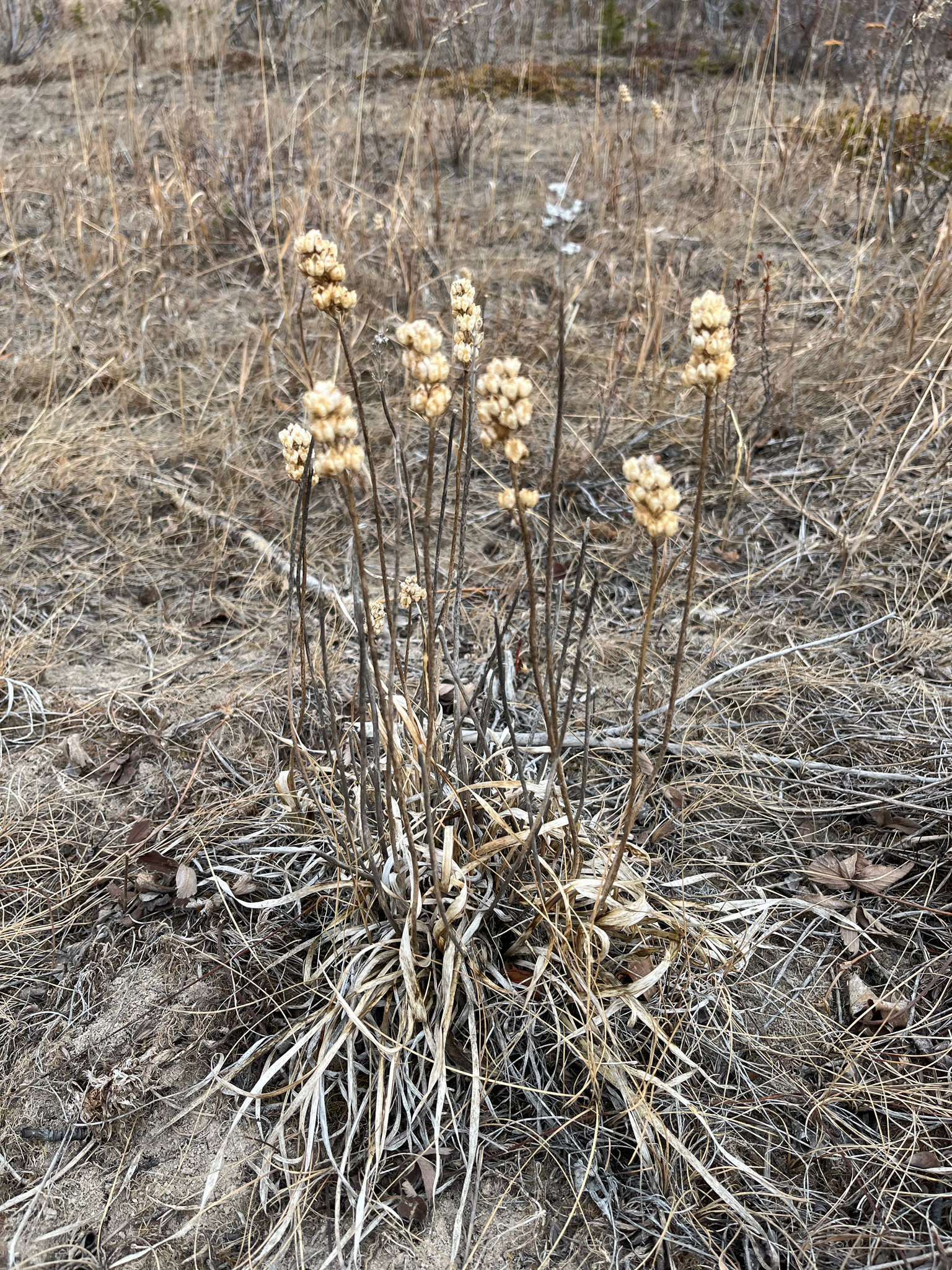 Sticky False Asphodel (Triantha glutinosa)