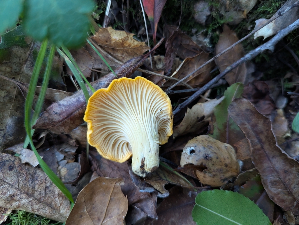 Cantharellus californicus · December 2025 · photo: © alex_wentworth (iNaturalist, cc-by)