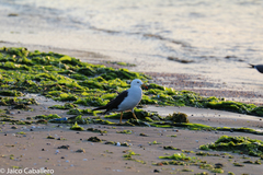 Larus belcheri
