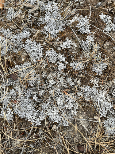Antennaria microphylla, photograph 2